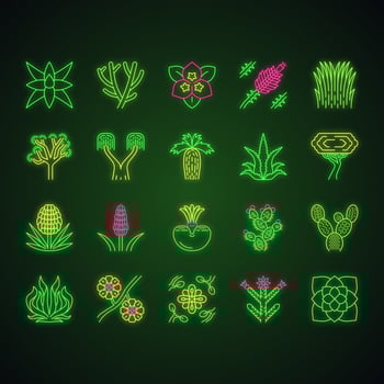 Desert plants neon light icons set. Exotic flora. California desert cacti, grass and trees. American and Mexican succulents, palms. Glowing signs. Vector isolated illustrations