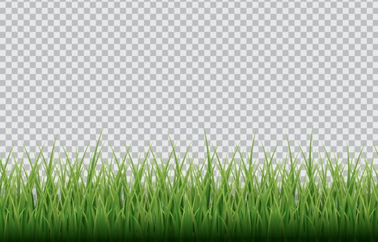 Grass with Transparent Background vector