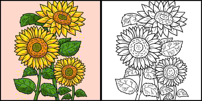 Sunflower Coloring Page Colored Illustration vector