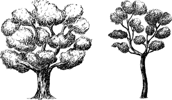 Sketch drawing of a tree. vector