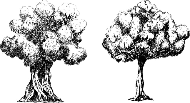 Sketch drawing of a tree. vector