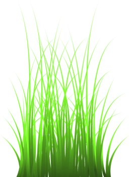 grass, green grass png