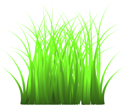 grass, green grass png