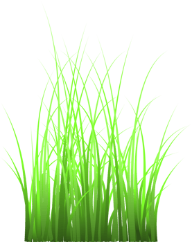 grass, green grass png