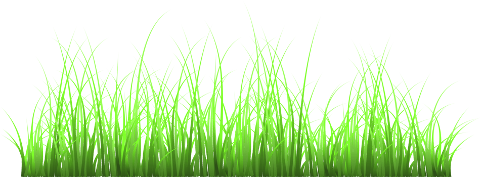 grass, green grass png