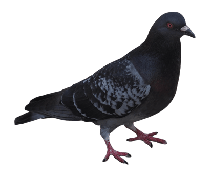 domestic pigeon scient. name Columba livia domestica bird animal png