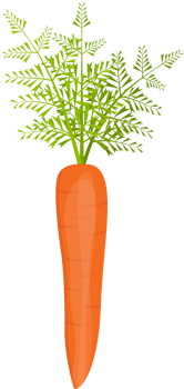 Fresh carrot clipart design illustration png