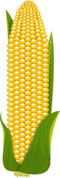 Corn clipart design illustration png