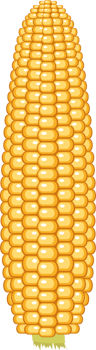 Corn clipart design illustration png