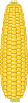 Corn clipart design illustration png