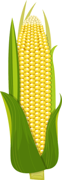 Corn clipart design illustration png