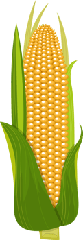 Corn clipart design illustration png