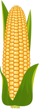 Corn clipart design illustration png