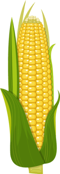 Corn clipart design illustration png