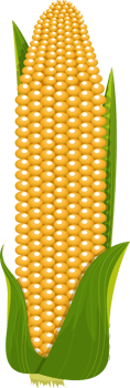 Corn clipart design illustration png