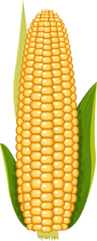 Corn clipart design illustration png