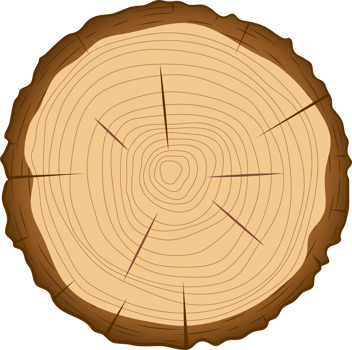 Cross section of wooden tree clipart design illustration png