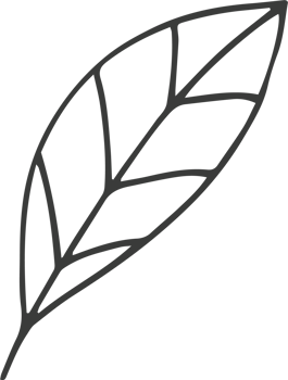 Hand drawn flower clipart design illustration png
