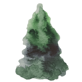 Christmas tree, pine watercolor illustration png