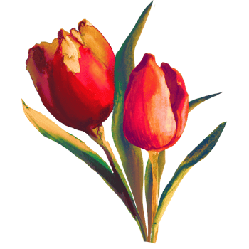 Bouquet of watercolor tulips png
