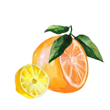 tangerine and lemon wedge watercolor illustration png