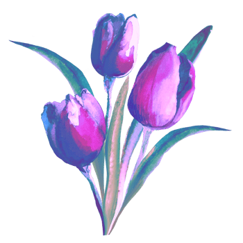 Bouquet of watercolor tulips png