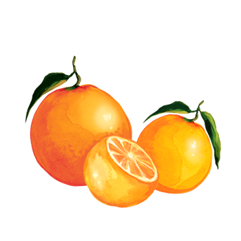 orange watercolor illustration png