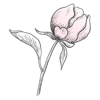 A Painted Flower Bud on a White Background. vector
