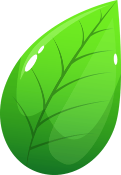 Realistic leaf clipart design illustration png