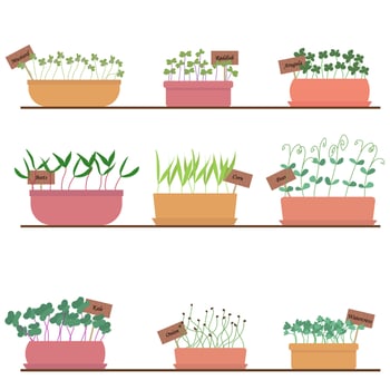 Set of microgreens vector illustration. Microgreens growing in pots, plants at home on a shelfPrint