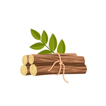 Vector illustration, bunch of dried licorice roots, scientific name Glycyrrhiza glabra, with green leaves, isolated on white background.