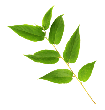 green leaf on transparent background png file