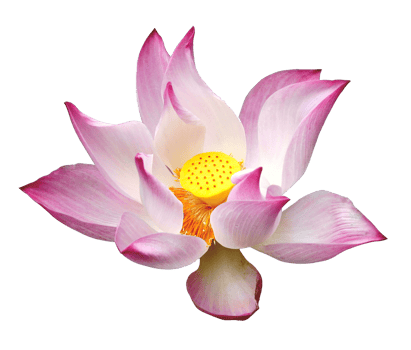 Pink lotus flower on white background png