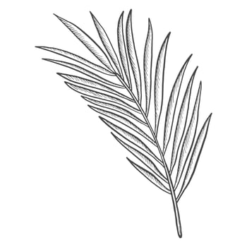 palm tropical leaf plant isolated doodle hand drawn sketch with outline style vector