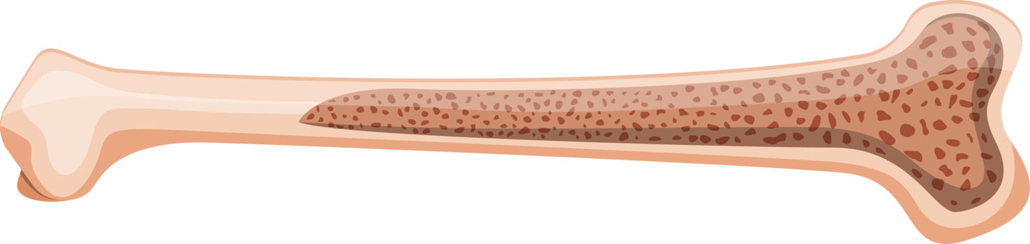 Osteoporosis bone clipart design illustration png