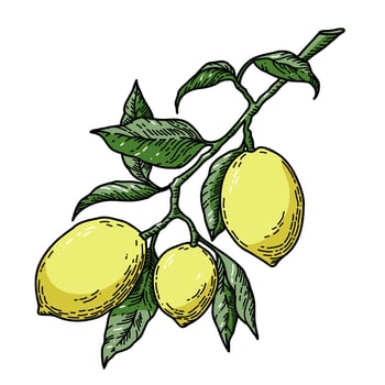 Branch of Lemon Tree vector