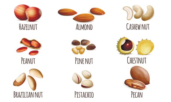 Nut icons set, realistic style vector