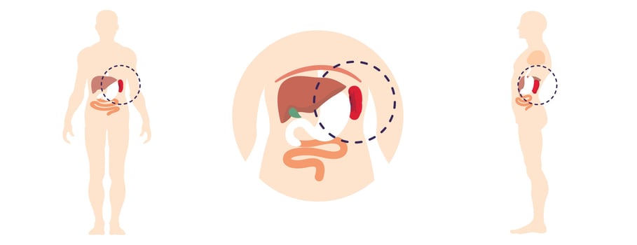 Human spleen icons set, flat style vector
