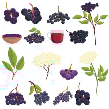 Elderberry icons set, cartoon style vector