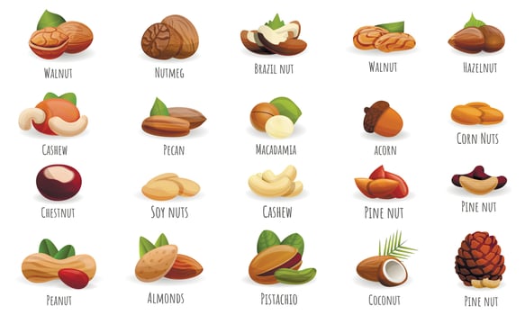 Nut icon set, cartoon style vector