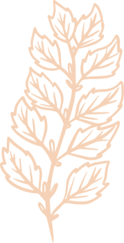 mint hand drawn design element png