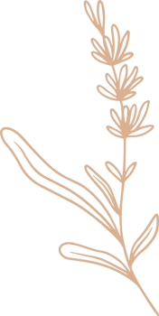 Lavender floral illustration for badges and logo. Minimalist stamp labels for tag with isolated lavender flower. Hand drawn natural design element in simple vintage style. png