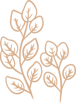 Organic eucalyptus plant illustration for badges and logo. Stamp labels for tag with isolated eucalyptus leaves. Hand drawn natural in simple rustic design. png