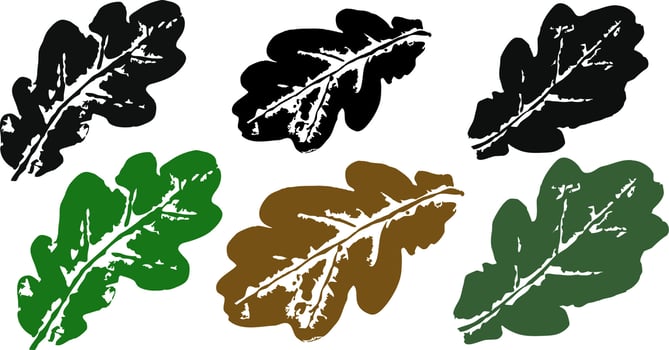 A collection of prints of autumn leaves from the oak tree, black and colored on a transparent background. Vector illustration