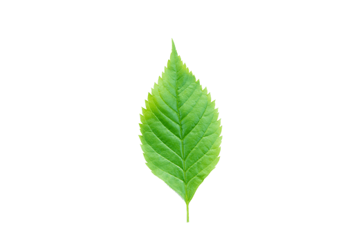 Green leaf, Green leaves png