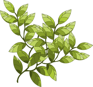 branch, tree branch, plant png