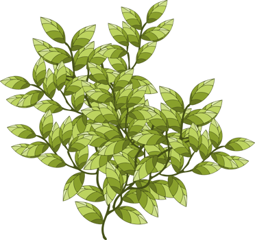 branch, tree branch, plant png