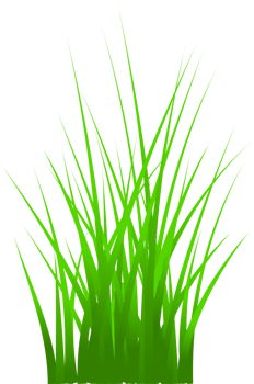 grass, green grass png