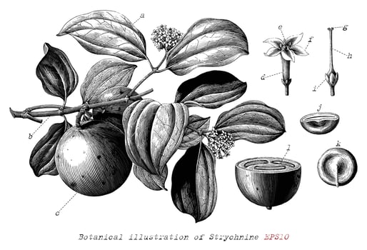 Botanical illustration of Strychnine hand drawn vintage engraving style black and white clip art isolated on white background vector