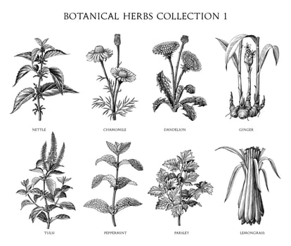 Botanical herbs collection hand draw engraving style black and white clip art isolated on white background vector
